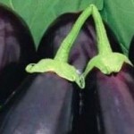 patlıcan sapıyla hemoroid tedavisi